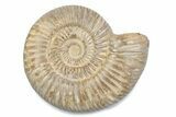 Polished Jurassic Ammonite (Perisphinctes) - Madagascar #378949-1